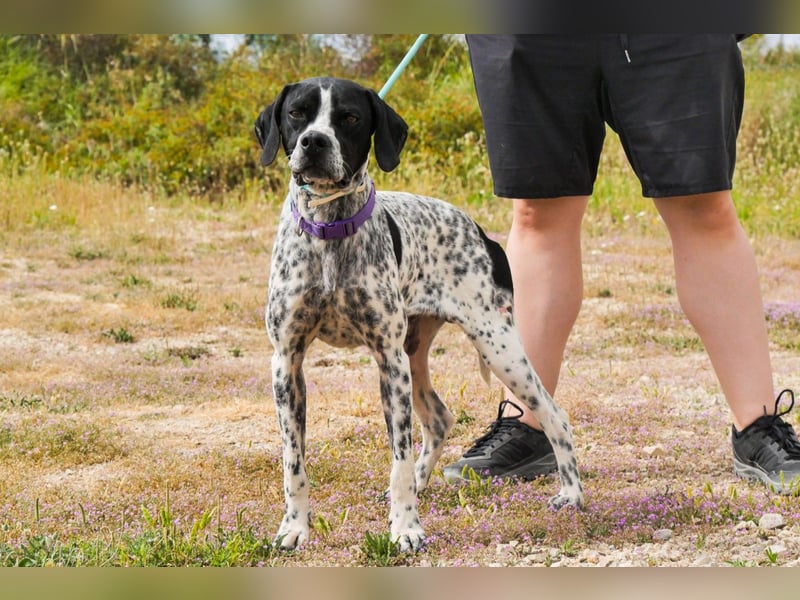 Pintas, Englischer Pointer, lieb und verträglich