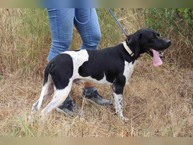 Douglas,  Pointer-Mix, lieb und sozial