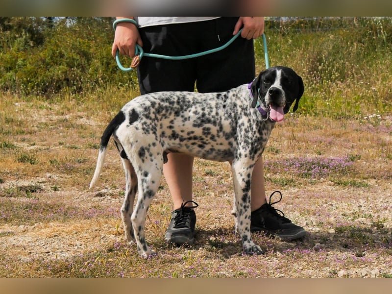 Pintas, Englischer Pointer, lieb und verträglich