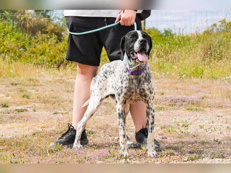 Pintas, Englischer Pointer, lieb und verträglich