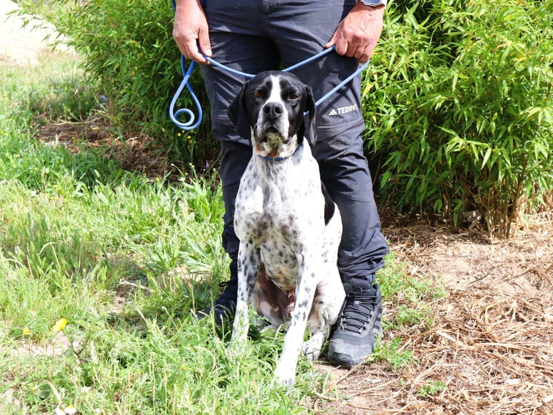 Pintas, Englischer Pointer, lieb und verträglich