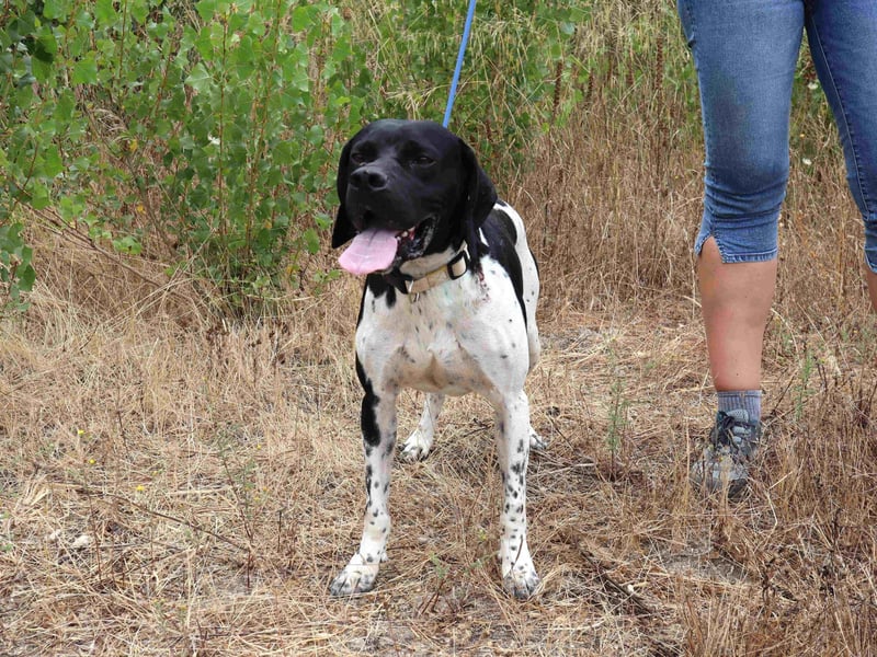 Douglas,  Pointer-Mix, lieb und sozial