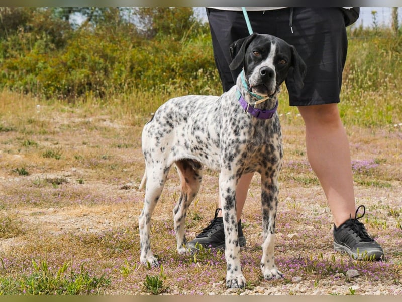 Pintas, Englischer Pointer, lieb und verträglich
