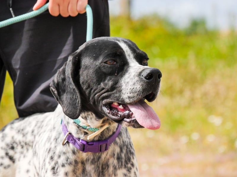 Pintas, Englischer Pointer, lieb und verträglich