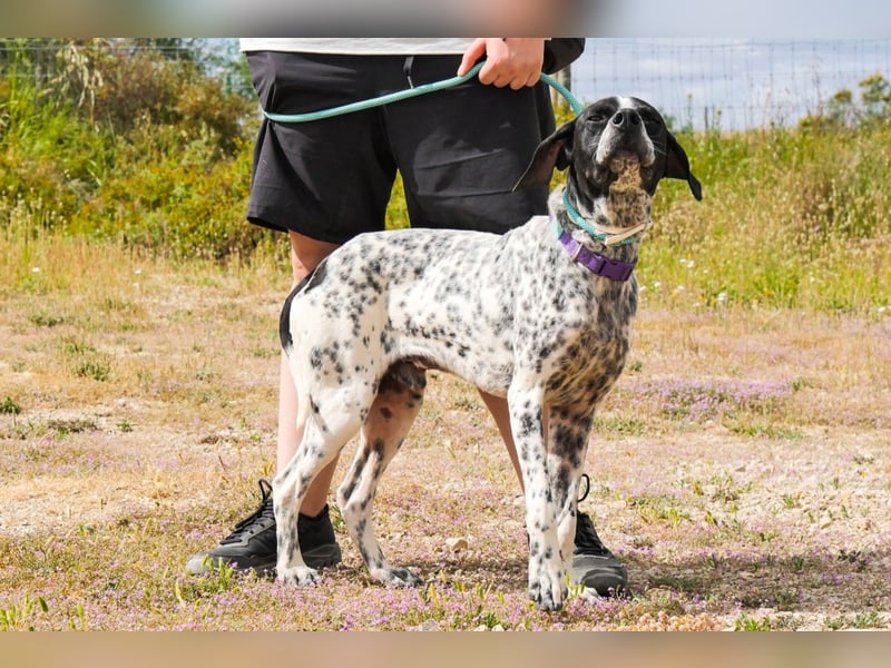 Pintas, Englischer Pointer, lieb und verträglich