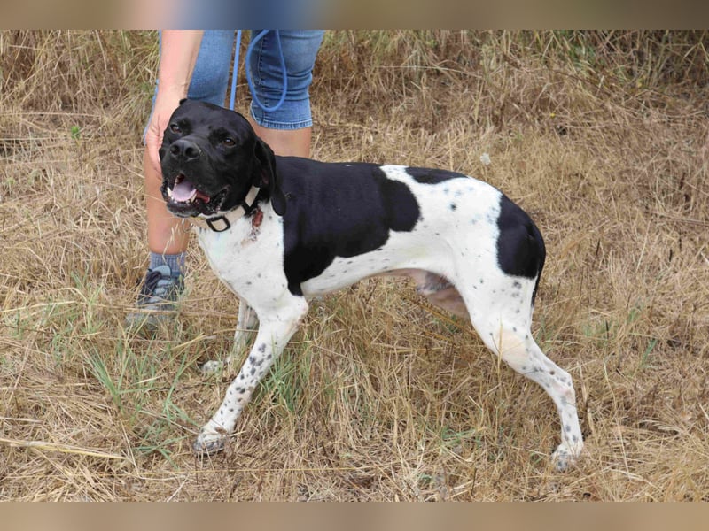 Douglas,  Pointer-Mix, lieb und sozial