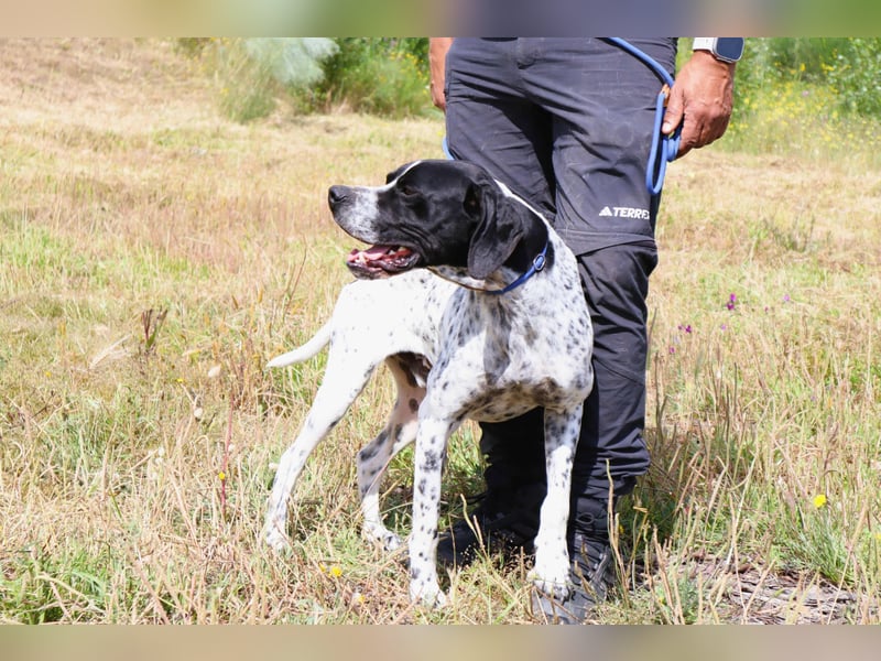 Pintas, Englischer Pointer, lieb und verträglich