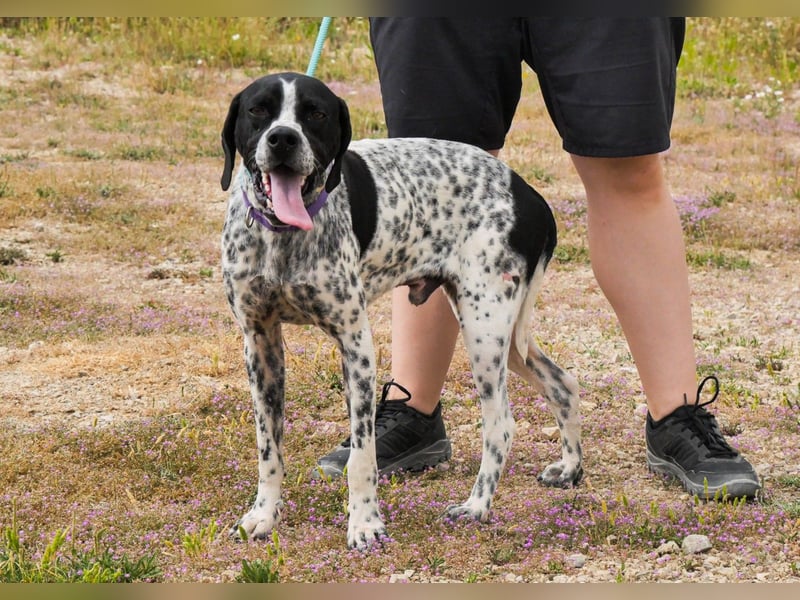 Pintas, Englischer Pointer, lieb und verträglich