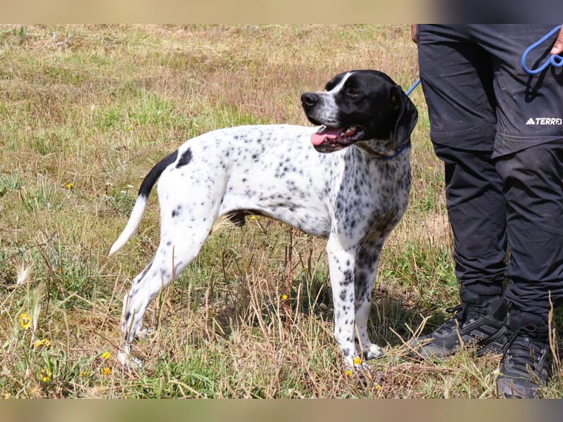 Pintas, Englischer Pointer, lieb und verträglich