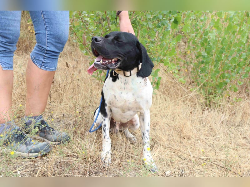 Douglas,  Pointer-Mix, lieb und sozial