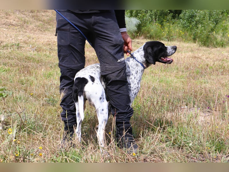 Pintas, Englischer Pointer, lieb und verträglich