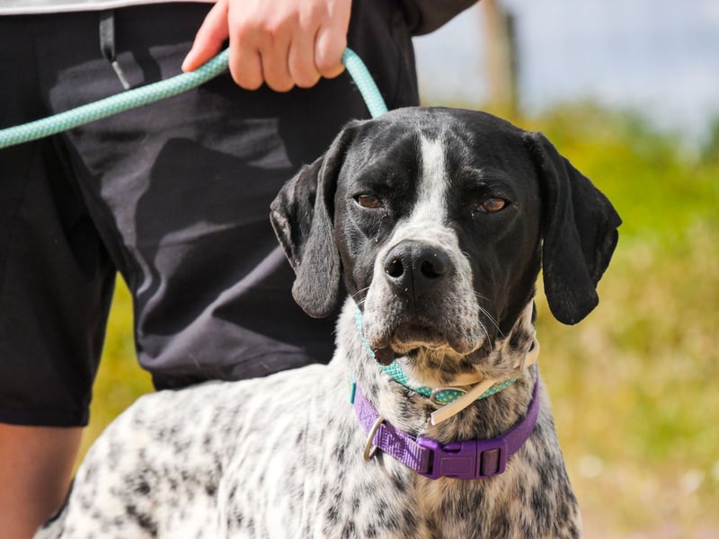 Pintas, Englischer Pointer, lieb und verträglich