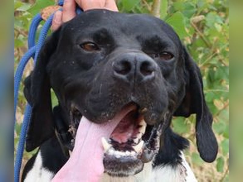Douglas,  Pointer-Mix, lieb und sozial