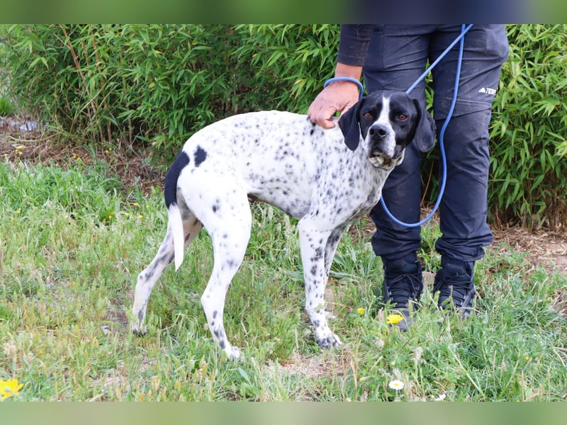 Pintas, Englischer Pointer, lieb und verträglich