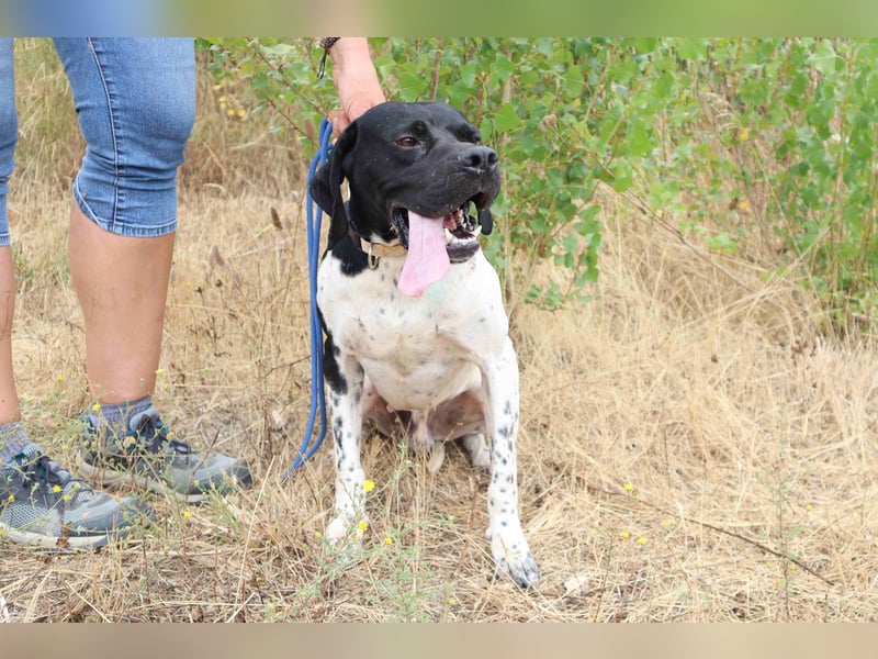 Douglas,  Pointer-Mix, lieb und sozial