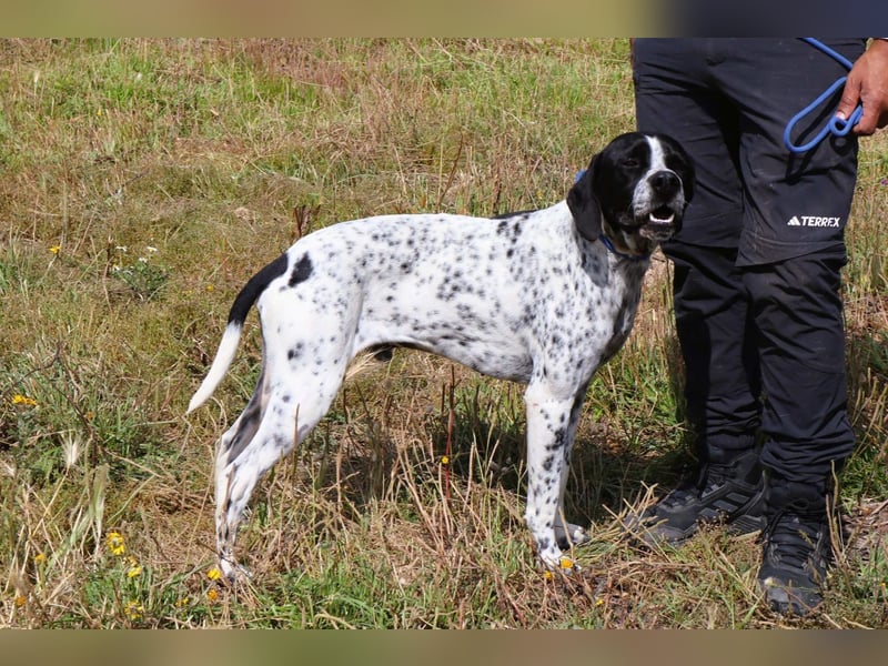 Pintas, Englischer Pointer, lieb und verträglich