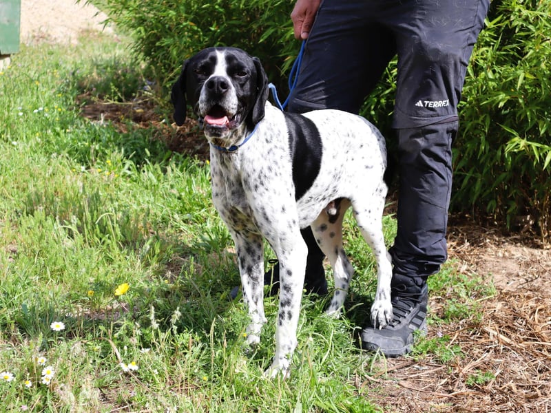 Pintas, Englischer Pointer, lieb und verträglich