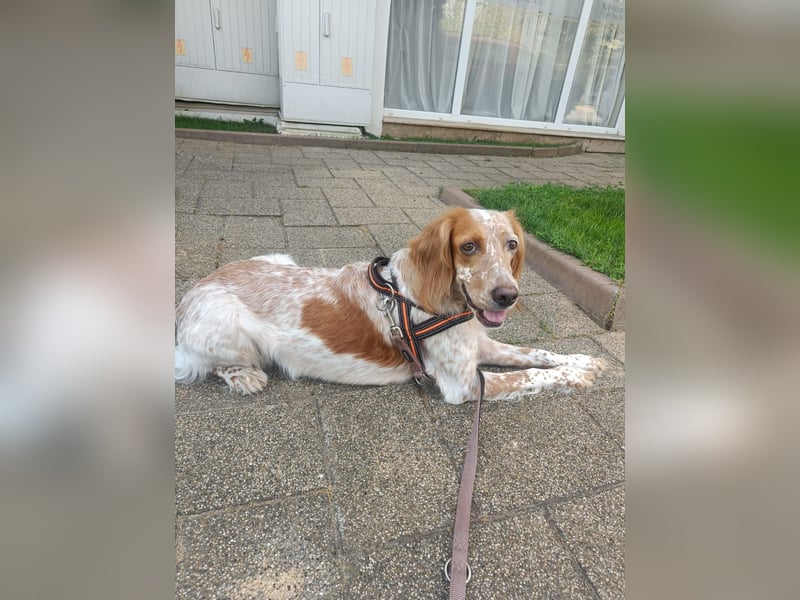 Lulu sucht ihres Körbchen