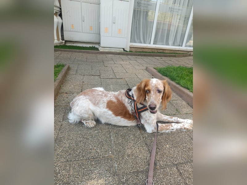 Lulu sucht ihres Körbchen