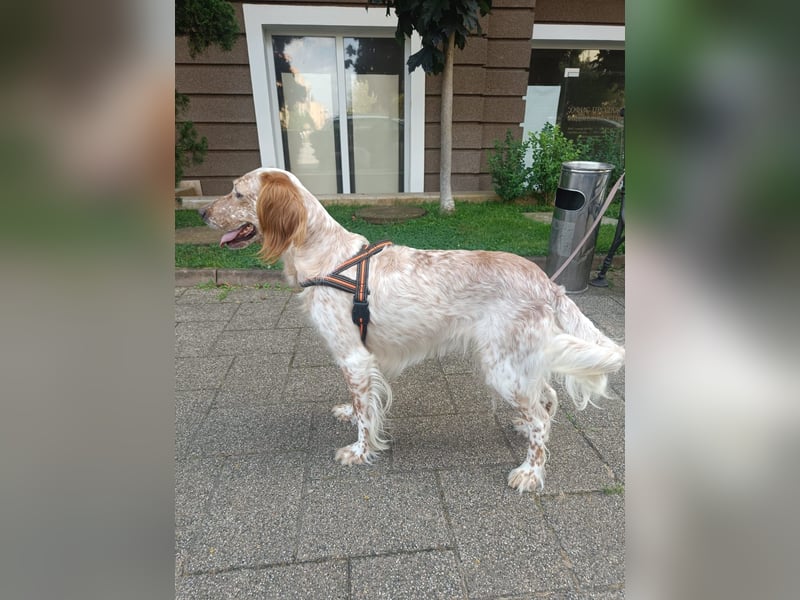 Lulu sucht ihres Körbchen