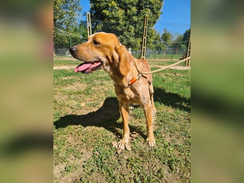 Bella - Die vier schönen Schwestern