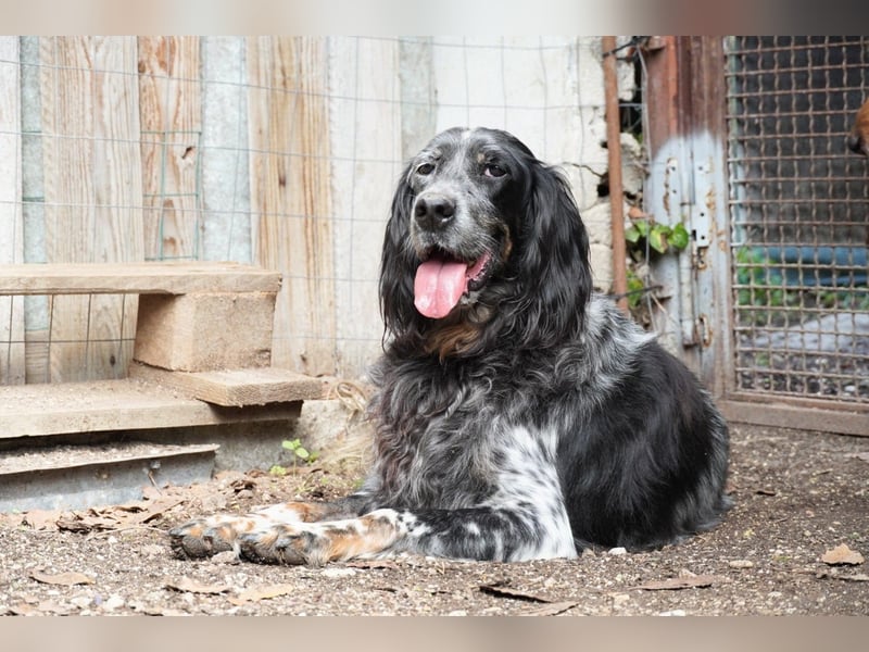 Gloria - Herzenshund sucht Sofa und Streichel-Abo