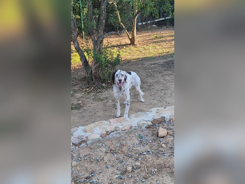 Sirio - Familienanhang bevorzugt