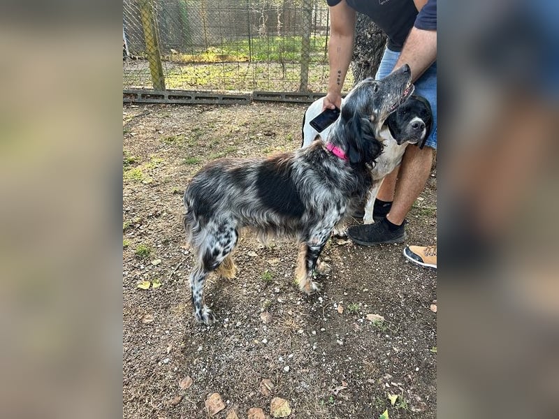 Gloria - Herzenshund sucht Sofa und Streichel-Abo