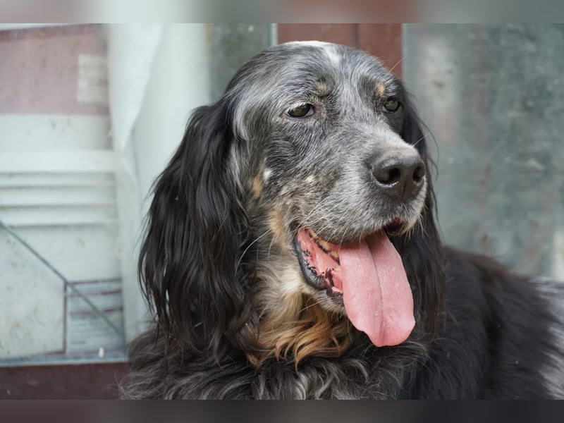 Gloria - Herzenshund sucht Sofa und Streichel-Abo