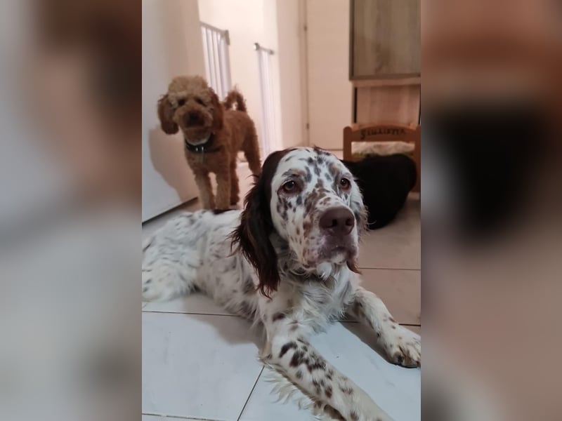 Sirio - Familienanhang bevorzugt