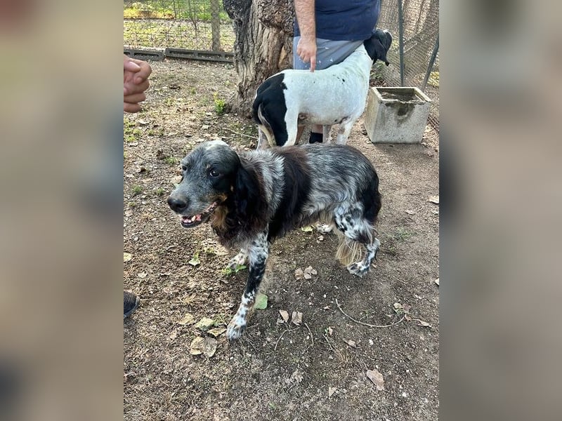 Gloria - Herzenshund sucht Sofa und Streichel-Abo