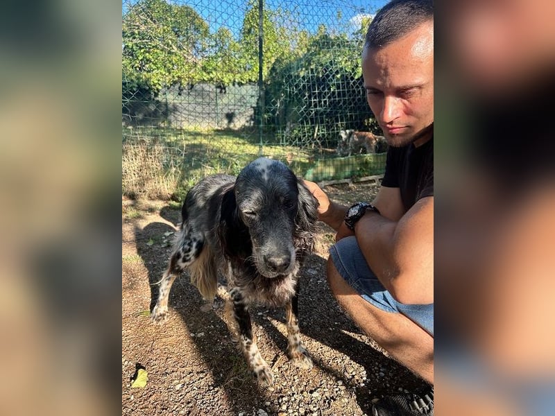 Gloria - Herzenshund sucht Sofa und Streichel-Abo