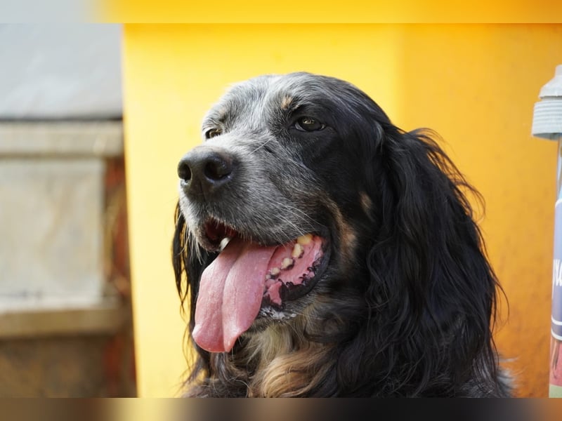 Gloria - Herzenshund sucht Sofa und Streichel-Abo