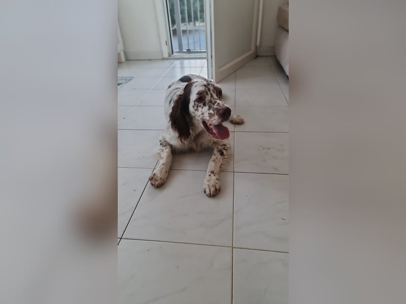 Sirio - Familienanhang bevorzugt