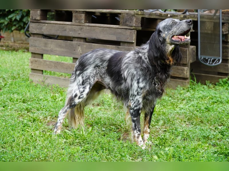 Gloria - Herzenshund sucht Sofa und Streichel-Abo