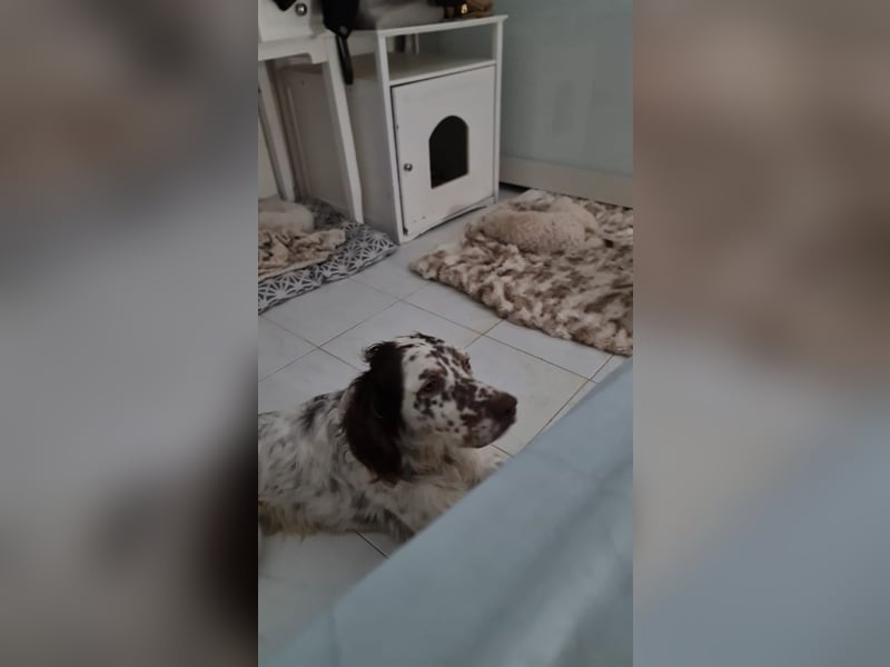 Sirio - Familienanhang bevorzugt