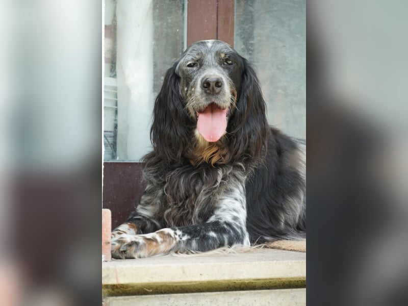 Gloria - Herzenshund sucht Sofa und Streichel-Abo