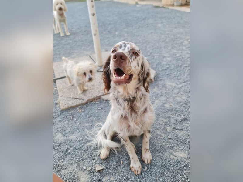 Sirio - Familienanhang bevorzugt