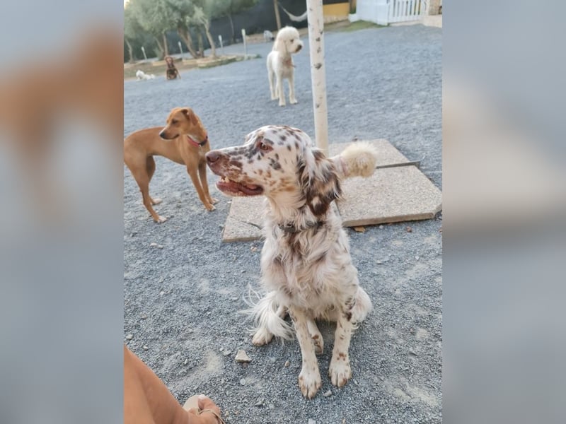 Sirio - Familienanhang bevorzugt