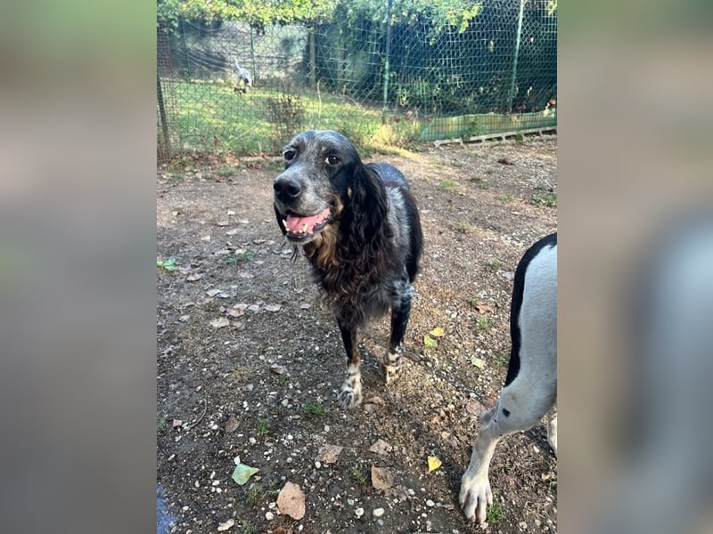 Gloria - Herzenshund sucht Sofa und Streichel-Abo