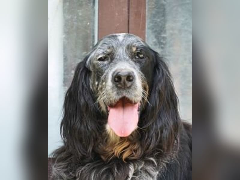 Gloria - Herzenshund sucht Sofa und Streichel-Abo