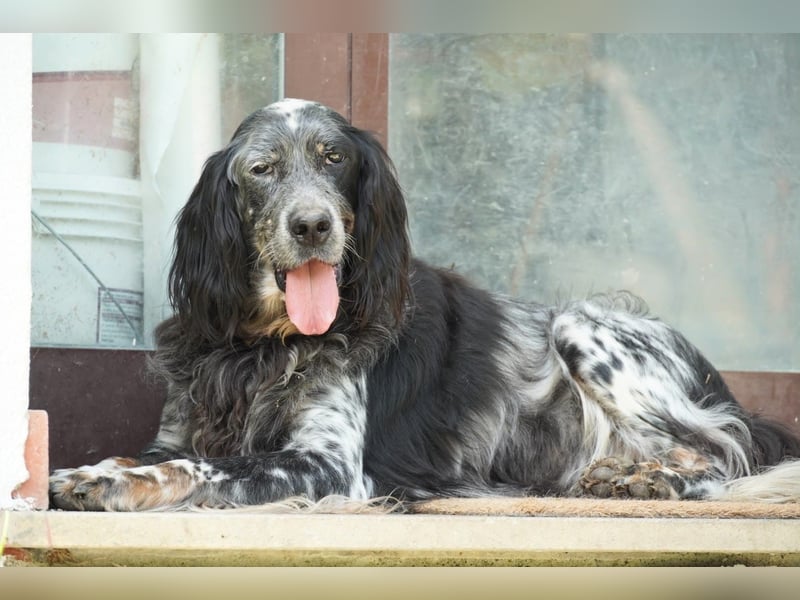 Gloria - Herzenshund sucht Sofa und Streichel-Abo
