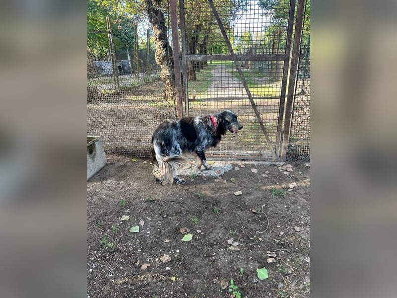 Gloria - Herzenshund sucht Sofa und Streichel-Abo