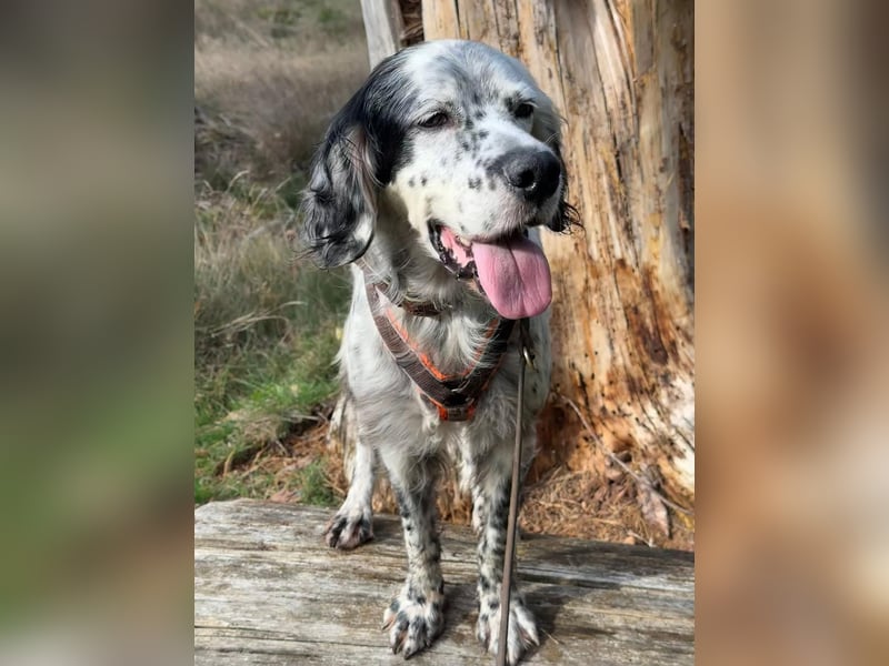 Vermittlungshilfe für Chase