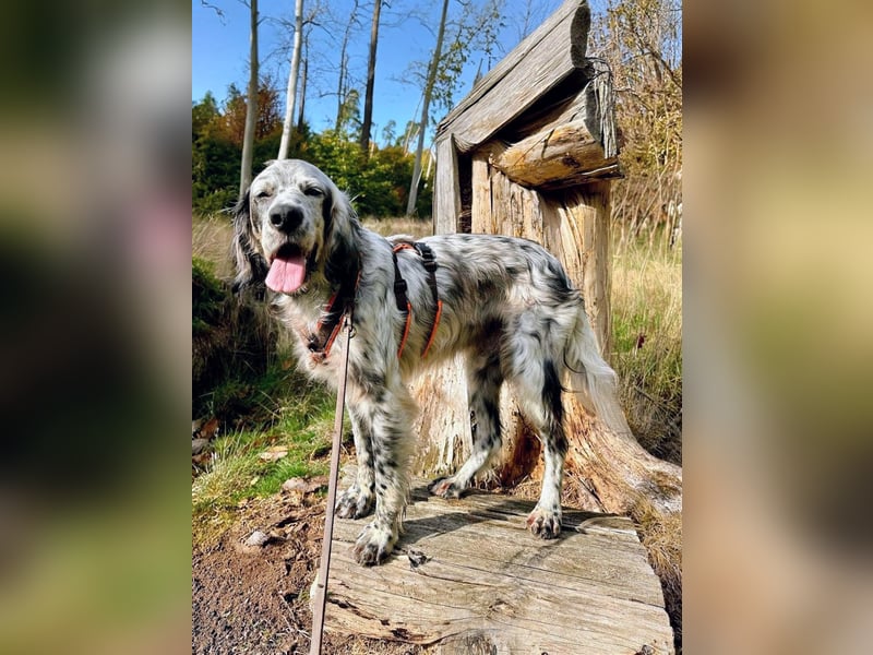 Vermittlungshilfe für Chase