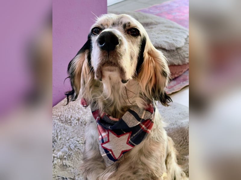 Vermittlungshilfe für Chase