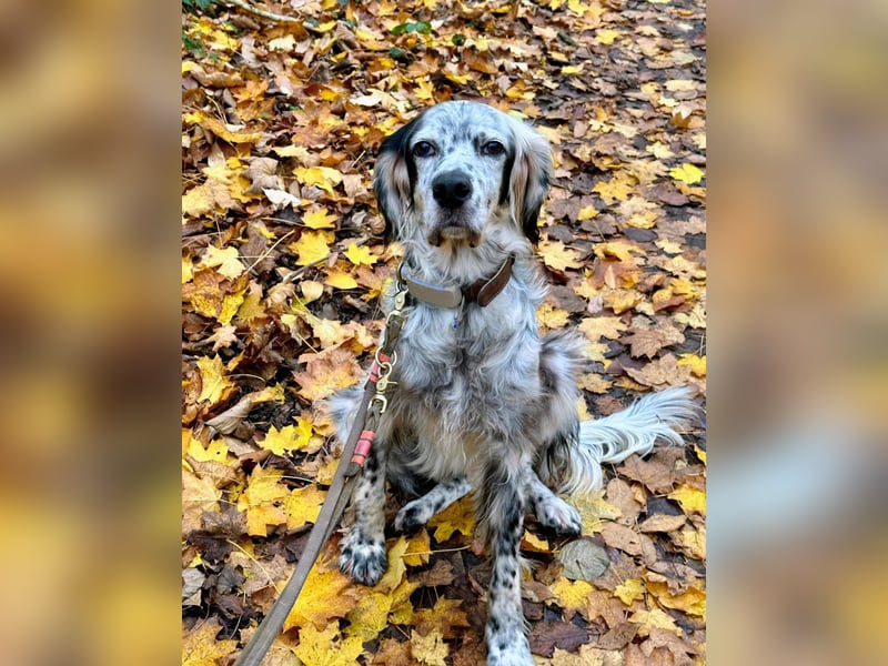 Vermittlungshilfe für Chase