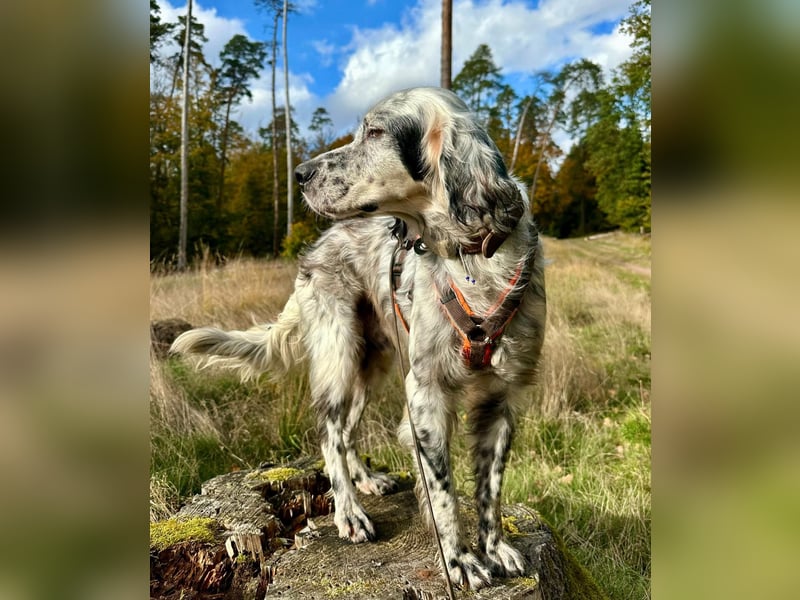 Vermittlungshilfe für Chase