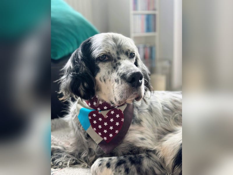 Vermittlungshilfe für Chase