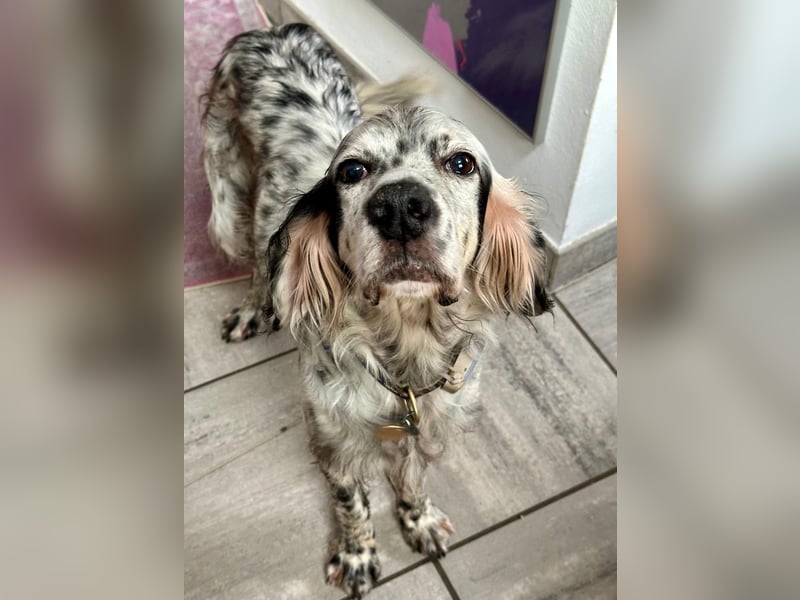 Vermittlungshilfe für Chase